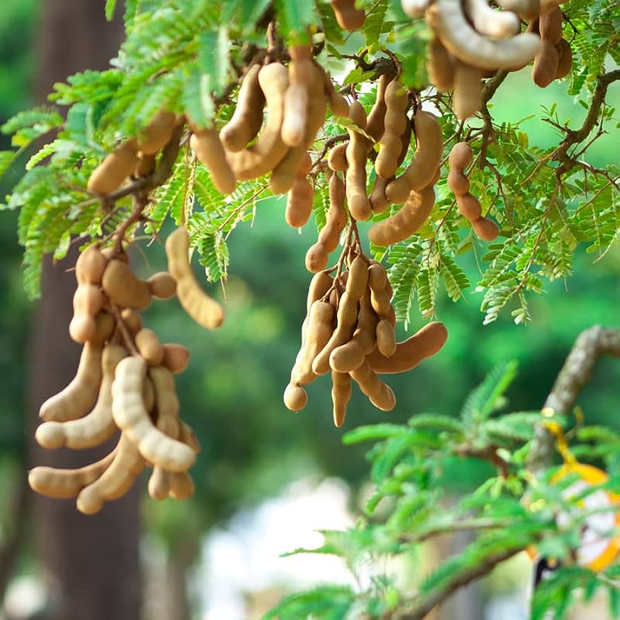 Sweet Tamarind Plants