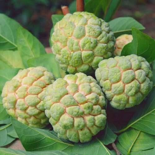 Balanagar Custard Apple Plants