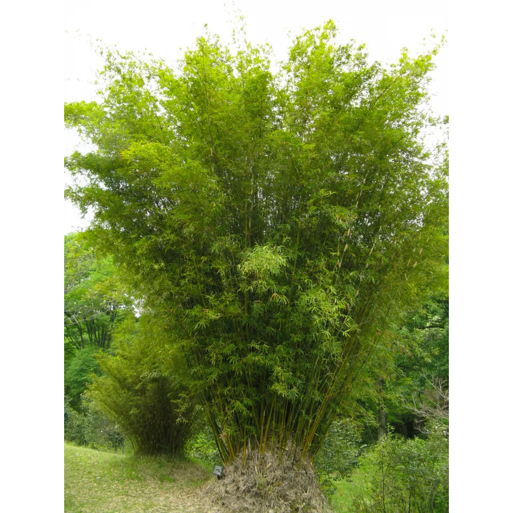 Bamboo Plants