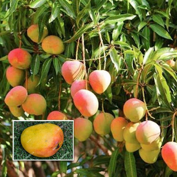 Bagenpalli Mango Plant