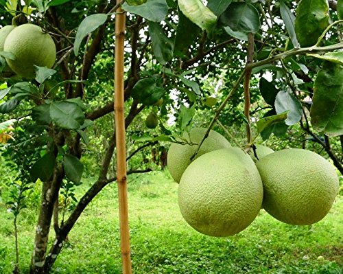 Grape Fruit Plants