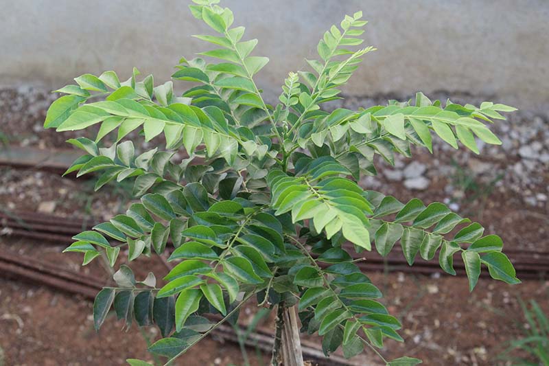 Curry Leaf Plants 