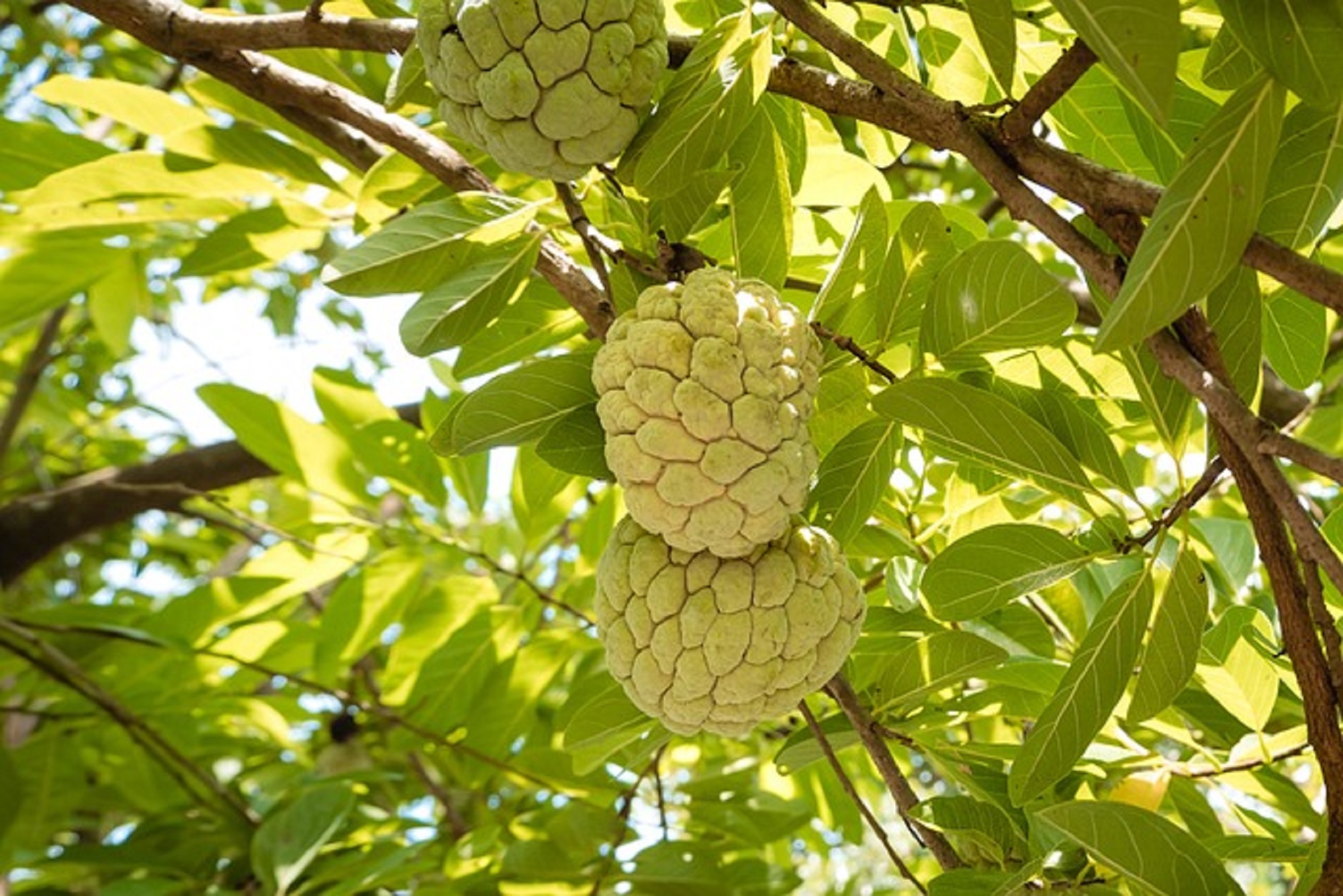 Custard Apple Plants