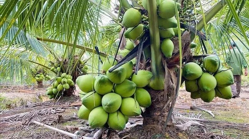 Gangabondam Plants