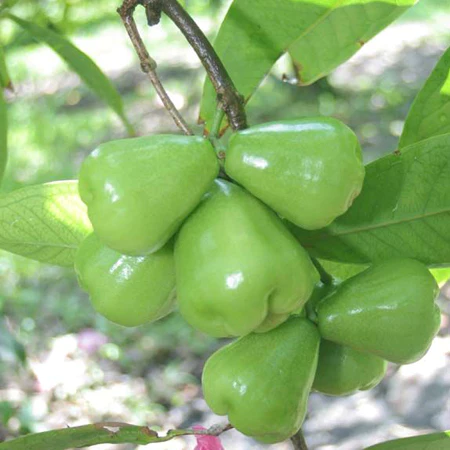 Green Water Apple