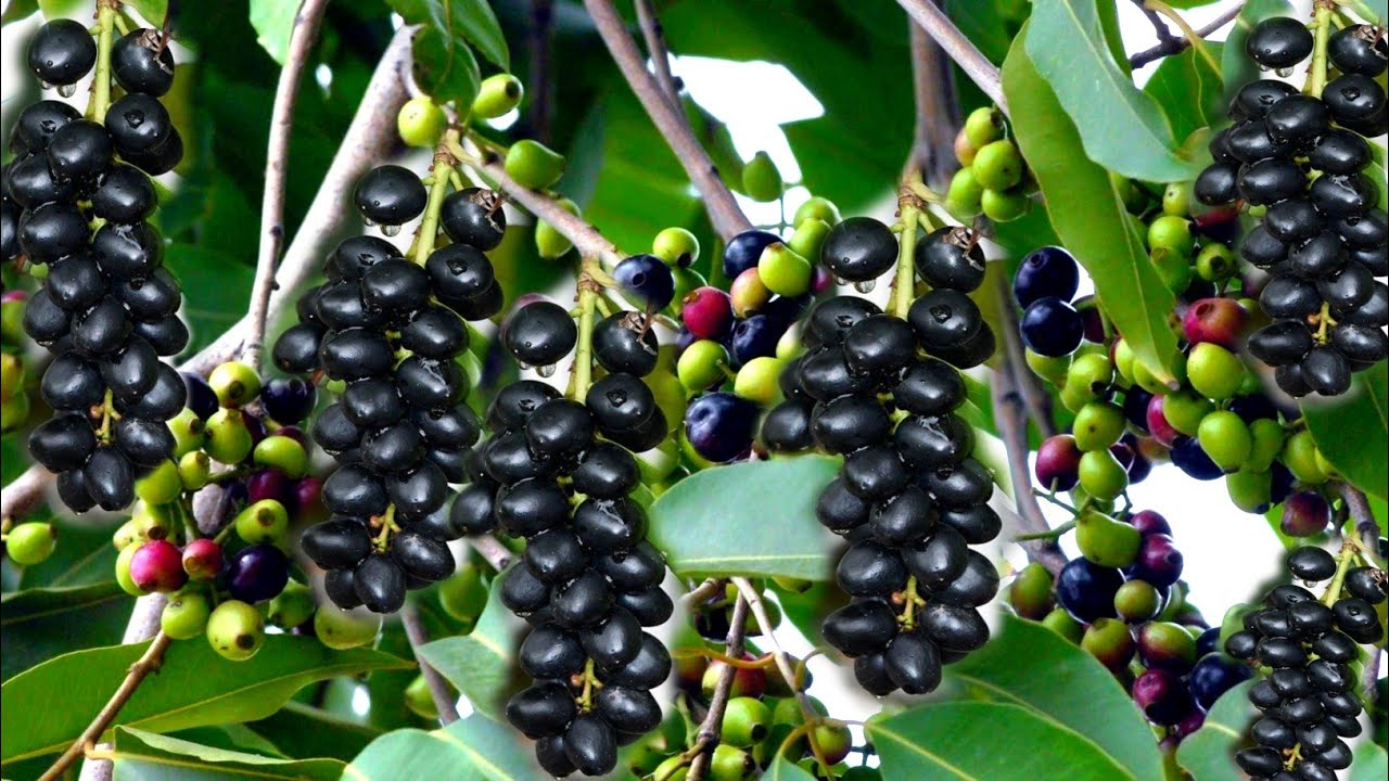 Jamun Plants