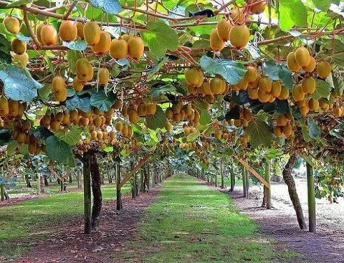 Kiwi Fruit Plants