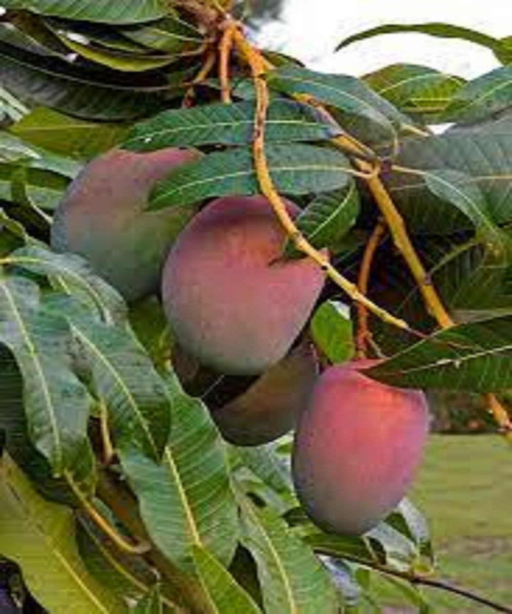 Malgova Mango Plant