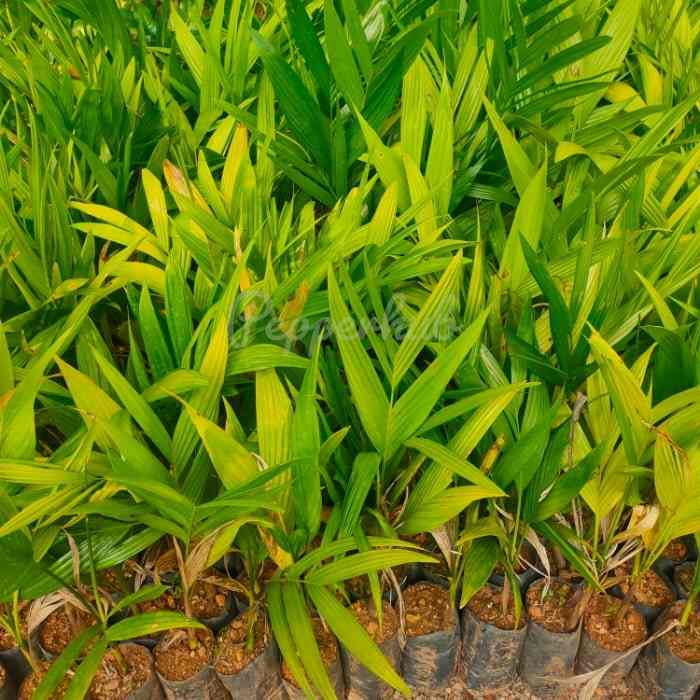 Mangala Arecanut Plants