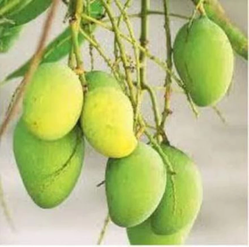 Neelam Mango Plant