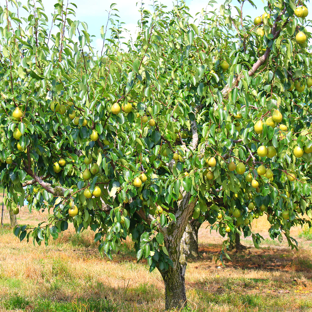 Pear Plants