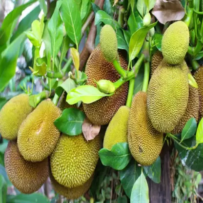 Ramachandran Jackfruit Plants