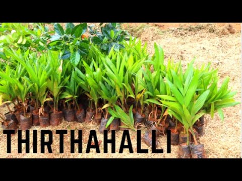 Thirtahalli Arecanut Plants