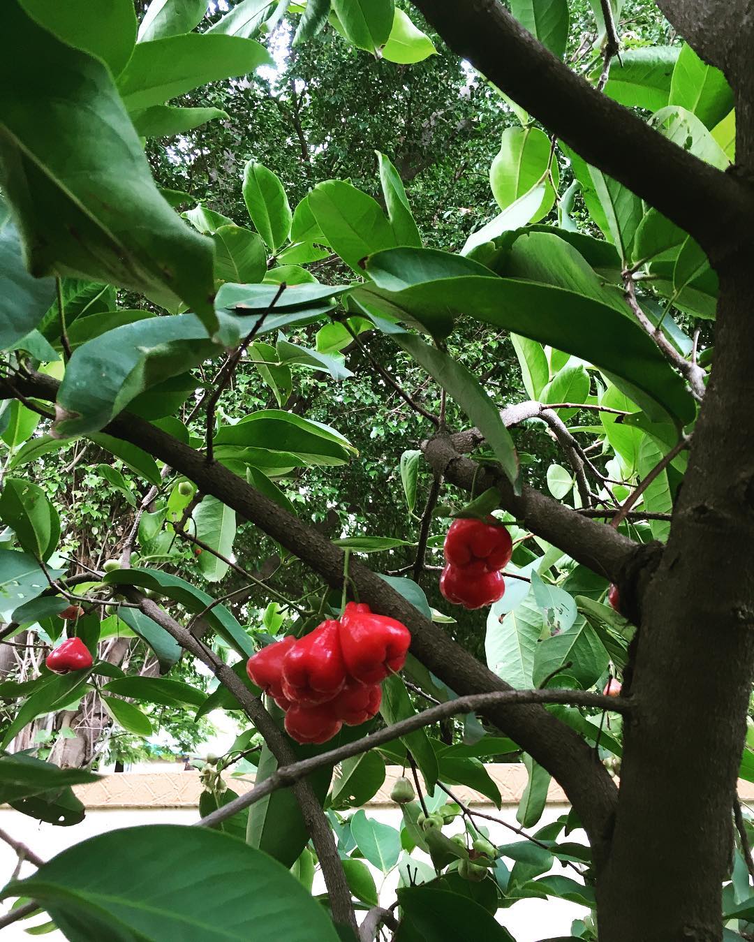 Water Apple Plants