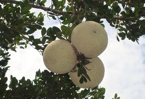 Wood Apple Plants