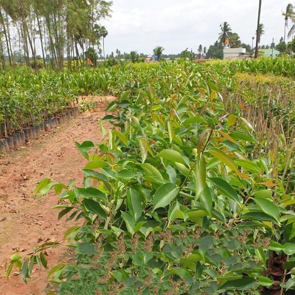 Badoli Neredu Plant