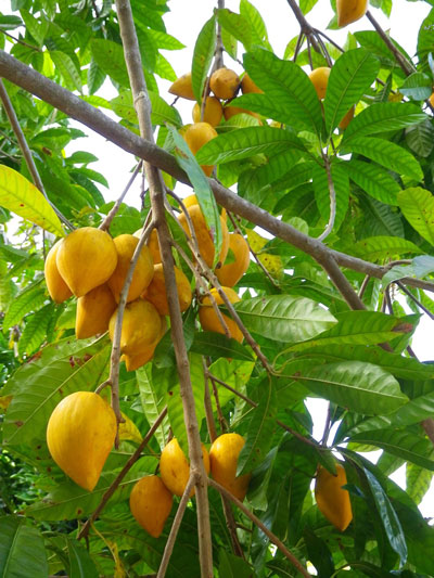 Egg Fruit Plants