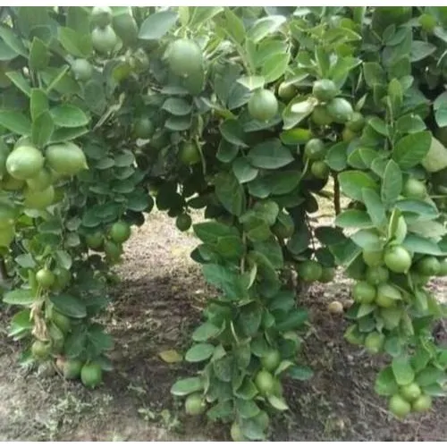 Kagzi Lemon Plant