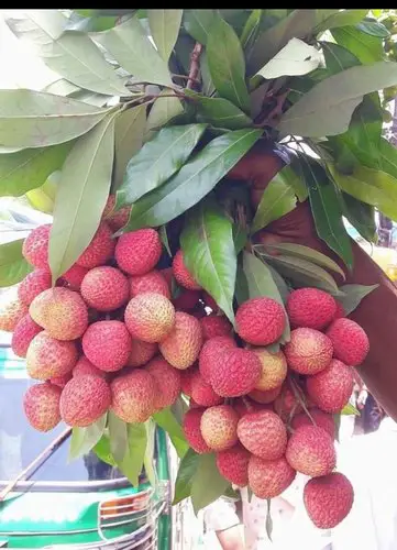 Litchi Plants