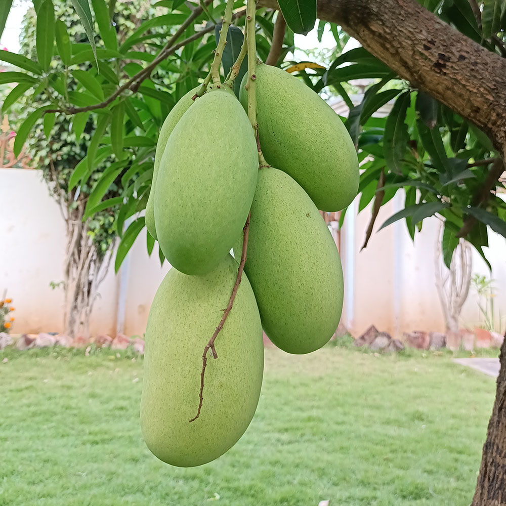 Mallika Mango Plant