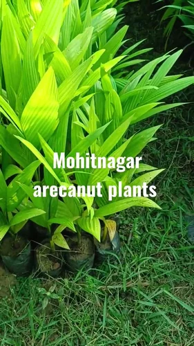 Mohitnagar Arecanut Plants