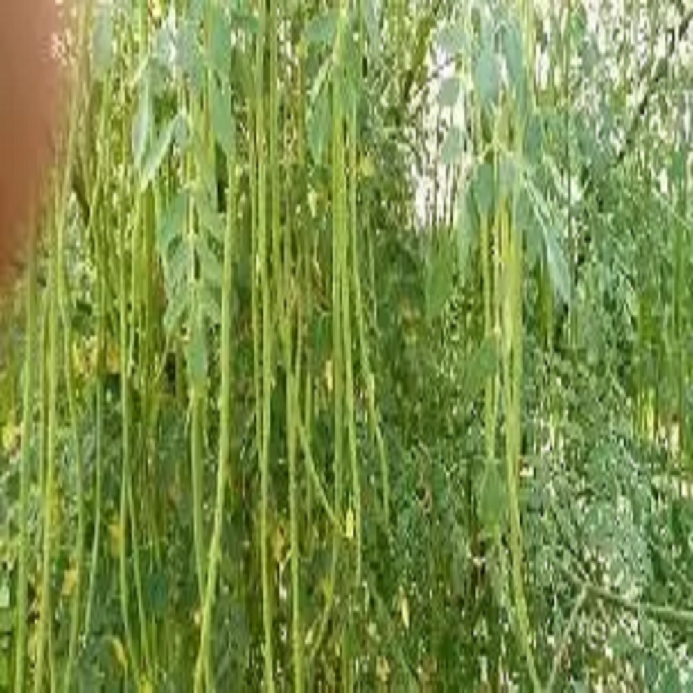 Moringa Plants