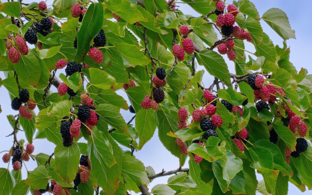 Mulberry Plants