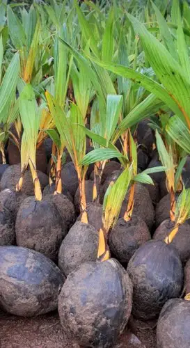 Orange Dwar Coconut Plants