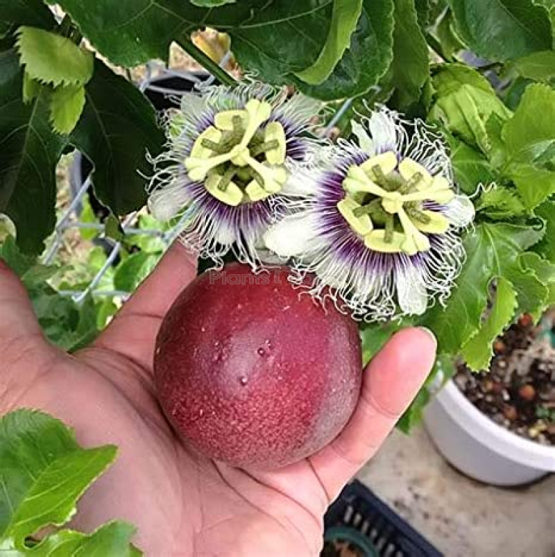 Passion Fruit Plants