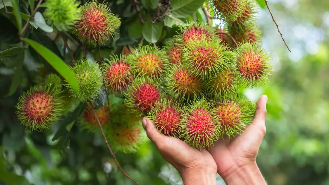 Rambutan Plants