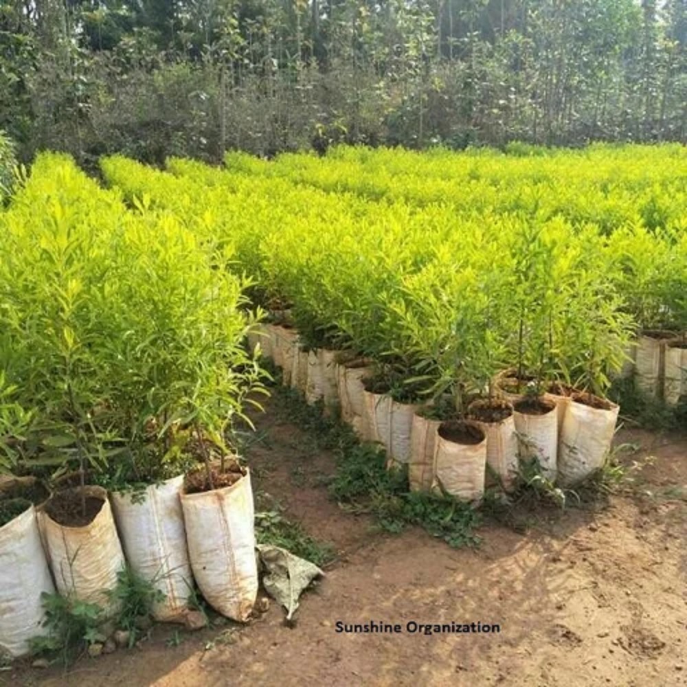 Sandalwood Herb Plants