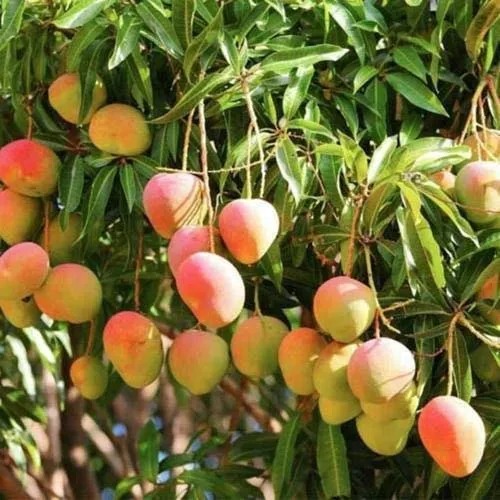 Sindhura Mango Plant