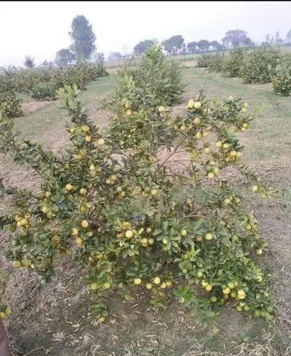 Sweet Lemon Plants