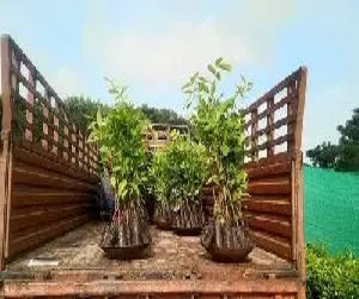  Swietenia Mahogany Plants