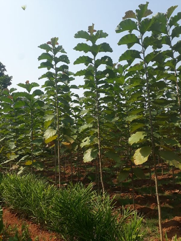 Tissue Culture Teak Plants