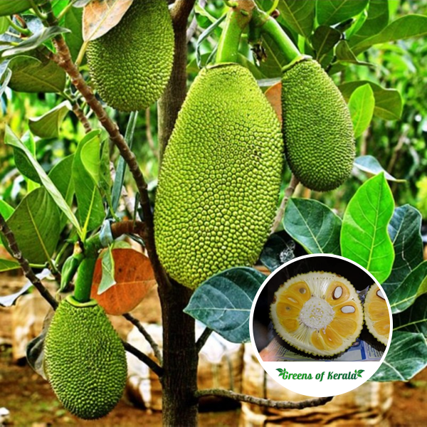 Vietnam Jackfruit Plant